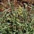 Helichrysum italicum -- Italienische Strohblume